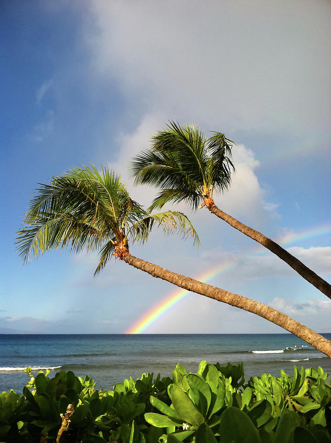 Two Palm Trees On Beach And Rainbow Photograph by Robert James Decamp