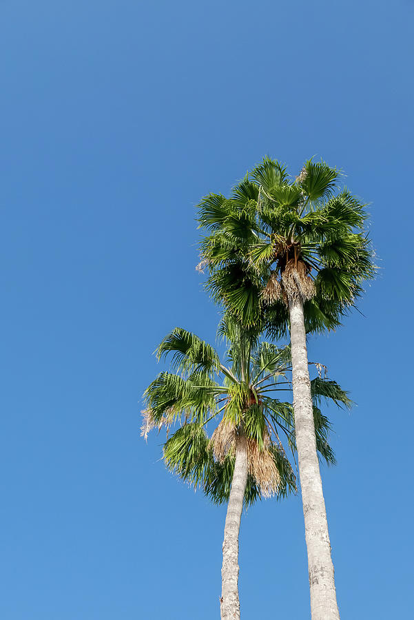 Two Palms by Tita She Two Palms by Tita She