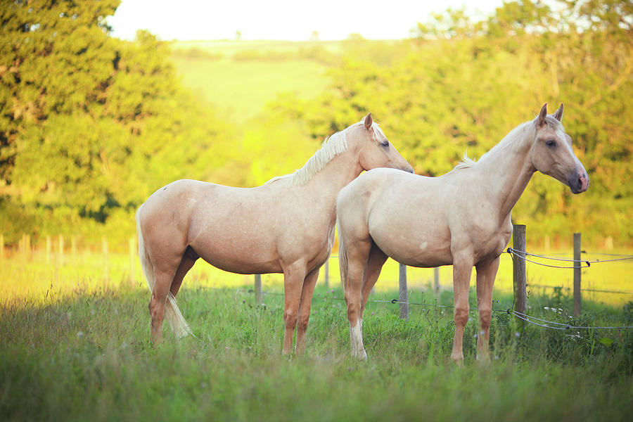 Two Palomino Horses In Field Photograph by Olivia Bell Photography