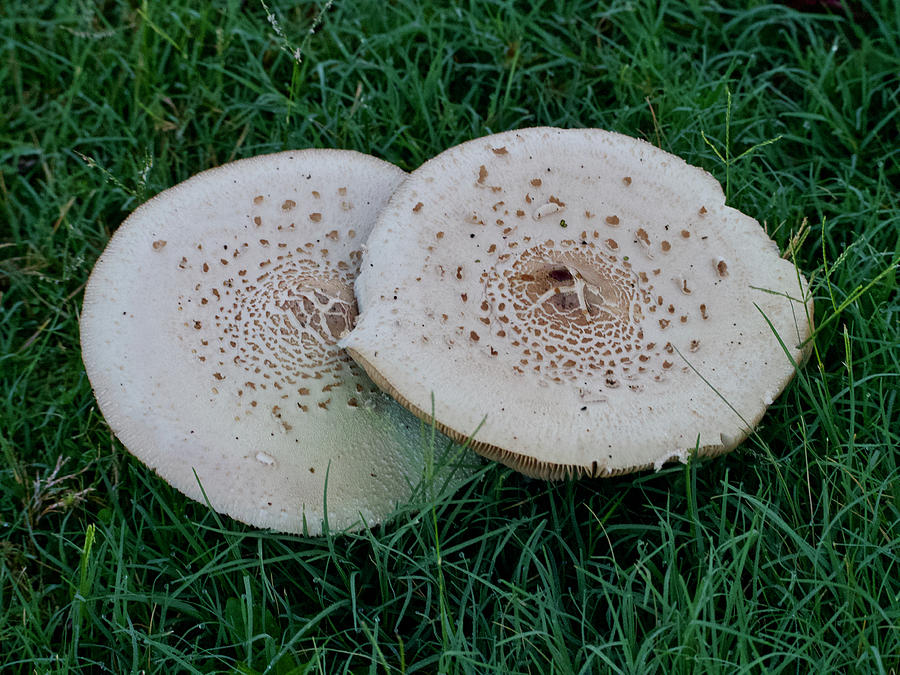 Two Parasol Mushrooms Photograph by L Bosco
