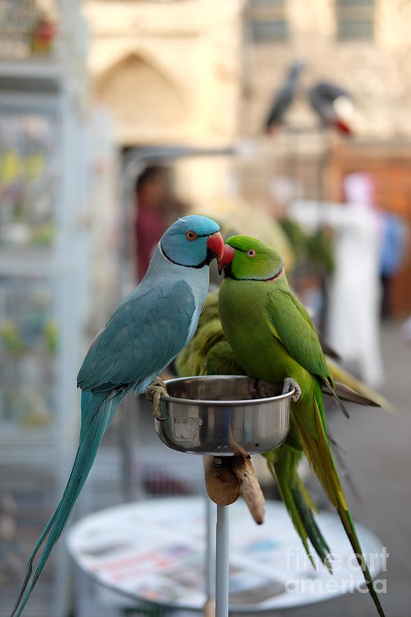 Two Parrots Perching On Bowl Photograph by Ryan Joseph Elico / 500px