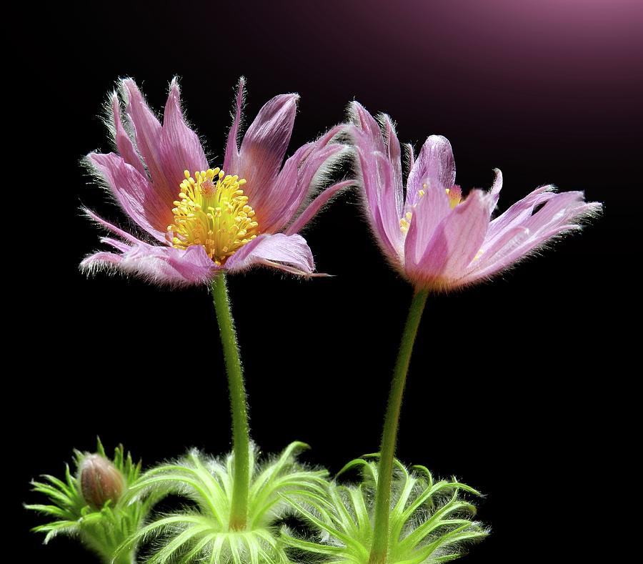 Two Pasque Flowers Photograph by Gitpix
