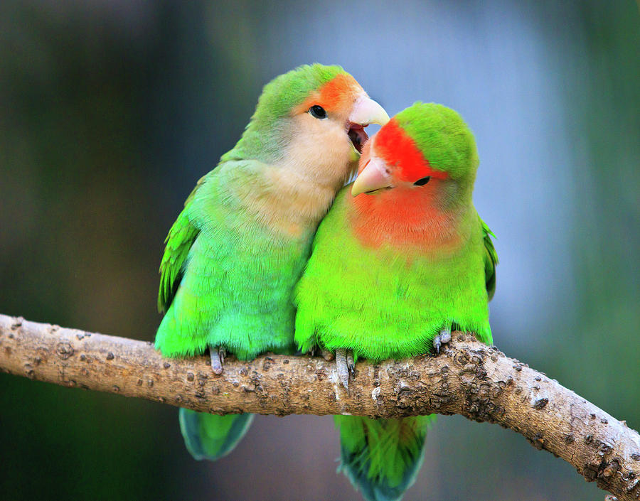 Two Peace-faced Lovebird Photograph by Feng Wei Photography