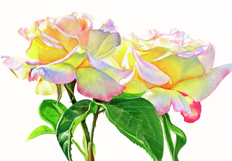 Two Peace Roses Painting by Sharon Freeman