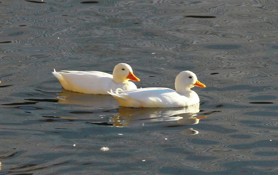 Two Peking Ducks 3 Photograph by Cathy Lindsey - Fine Art America