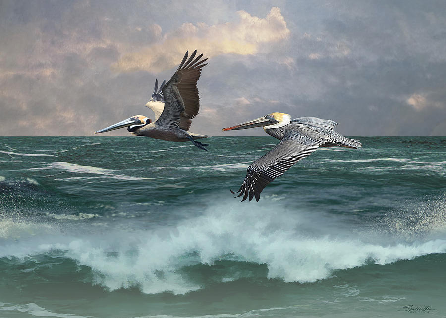 Two Pelicans Aloft Digital Art by M Spadecaller