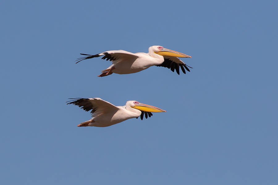 Two Pelicans In Flight Photograph by Natalia Rublina