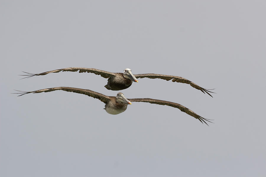 Two Pelicans Over Monterey Bay Photograph by Sebastian Kennerknecht