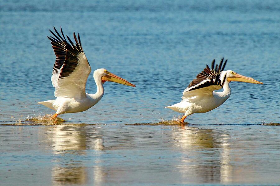 Two Pelicans Taking Off Photograph by Susan Rydberg