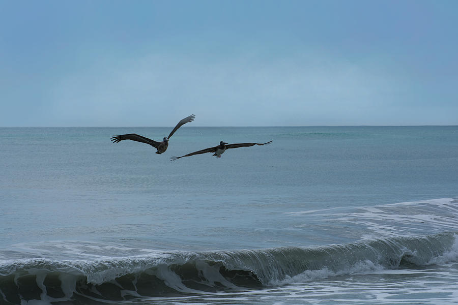 Pelican Photograph - Two pelicans by Zina Stromberg
