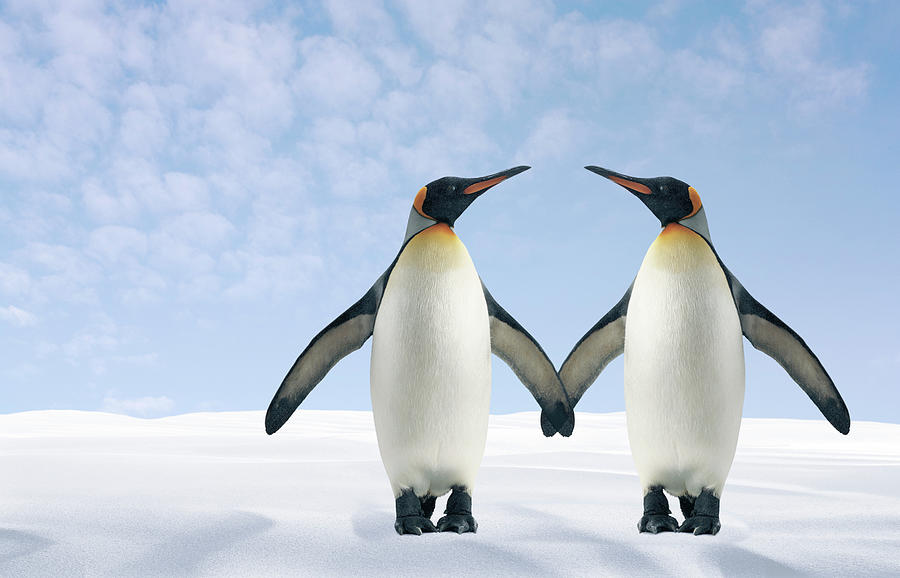 Two Penguins Holding Hands Photograph by Fuse