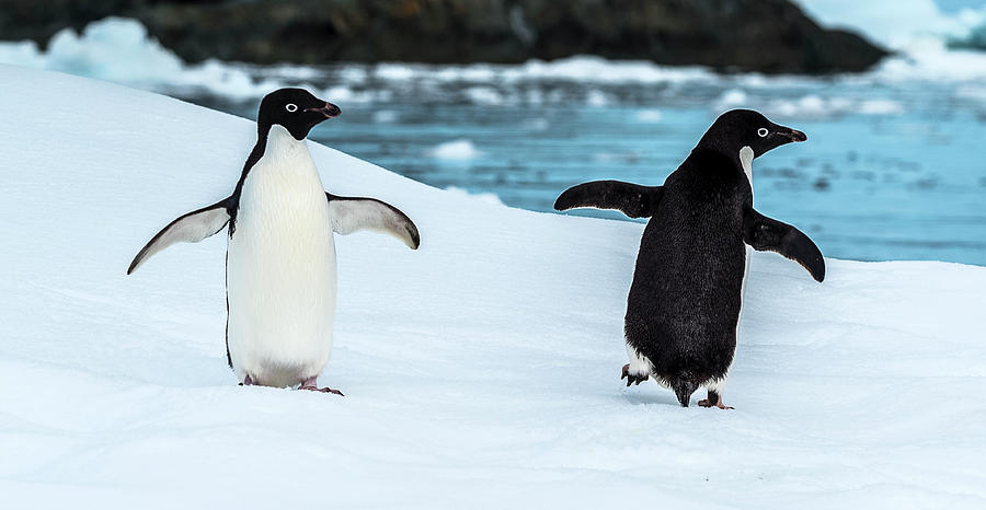 Two Penguins In Snow Antarctic Photograph By Panoramic Images Fine