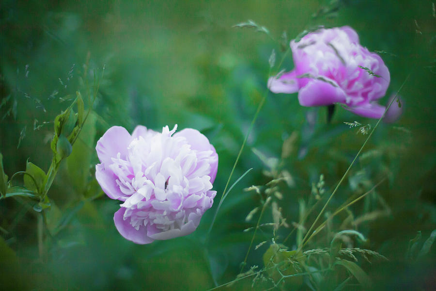 Two Peonies Amongst Grasses In Mysterious Light Photograph by Alicja Koll