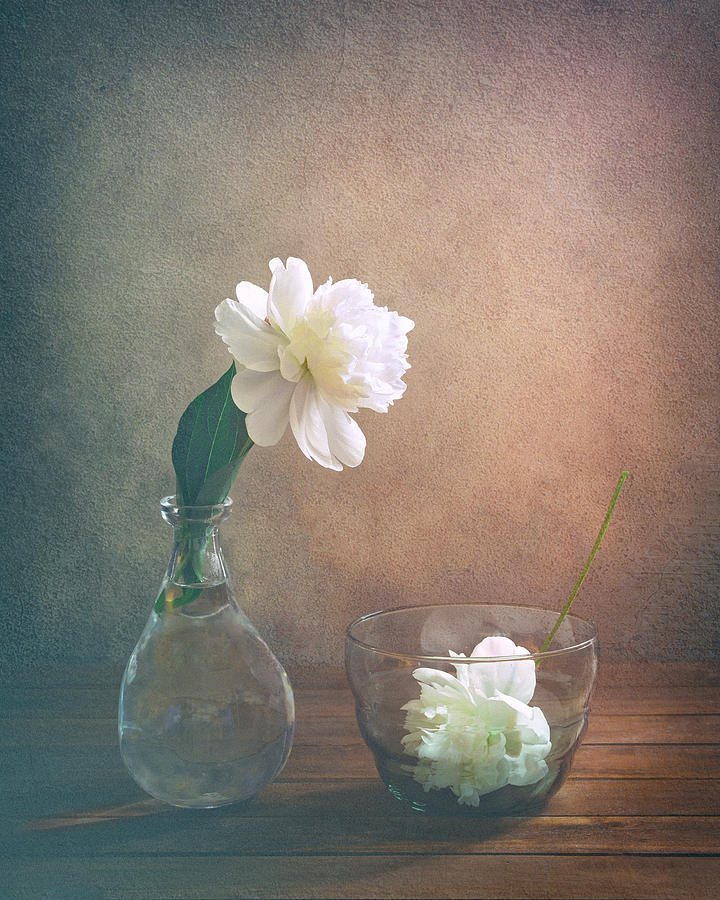 Two Peonies Photograph by Sophie Pan - Fine Art America