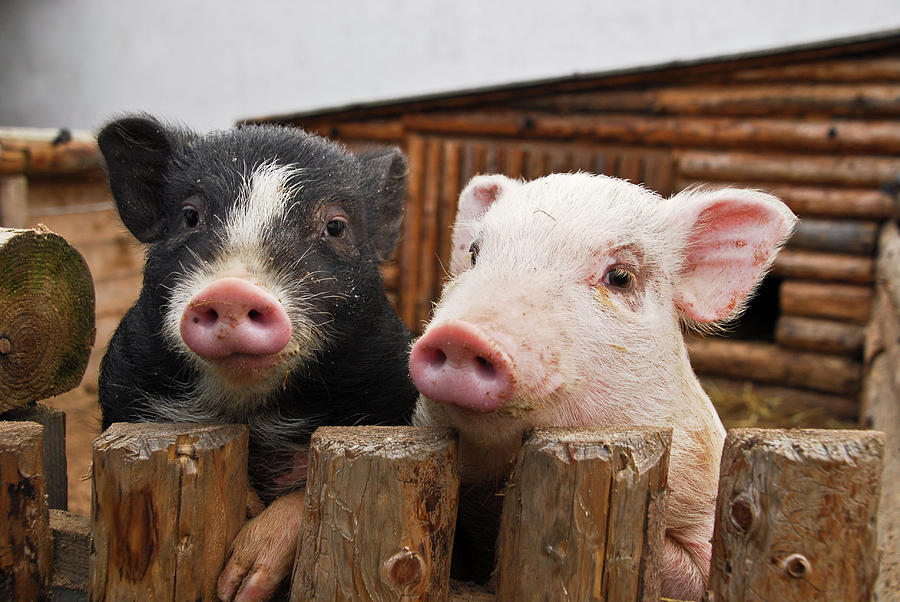 Two Pigs Photograph by Vaclav Mach - Fine Art America