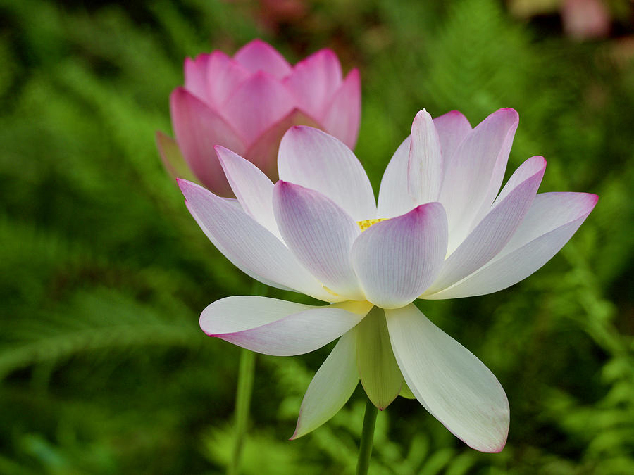 Two Pink Lotus Flowers in Bloom Photograph by L Bosco