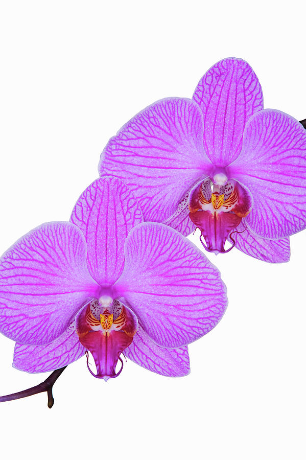 Two Pink Orchid Flowers Photograph by Robert George Young