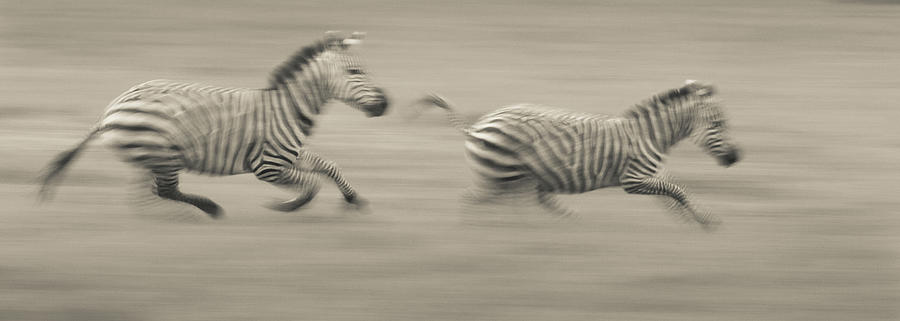 Two Plains Zebras Racing Across The Photograph by Mint Images - Art Wolfe