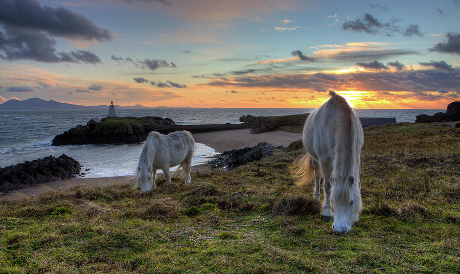 Two Ponies Grazing Photograph by Rory Trappe Photography | Fine Art America