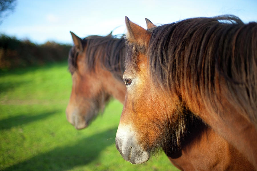 Two Ponies Photograph by Sashafoxwalters