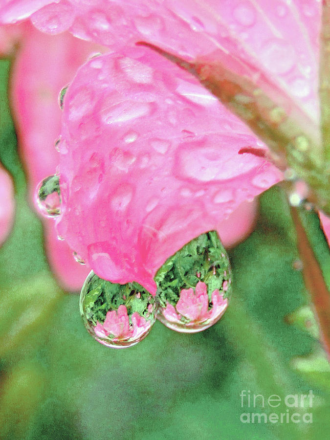 Two Pretty Raindrops Photograph by Kim Tran
