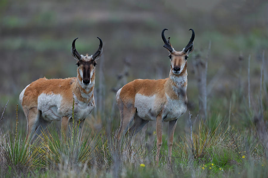 Two Pronghorn Antelope Bucks Photograph by Gary Langley