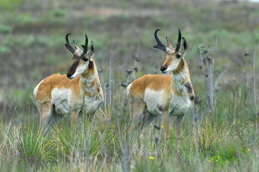 Two Pronghorn Antelope Bucks II Photograph by Gary Langley