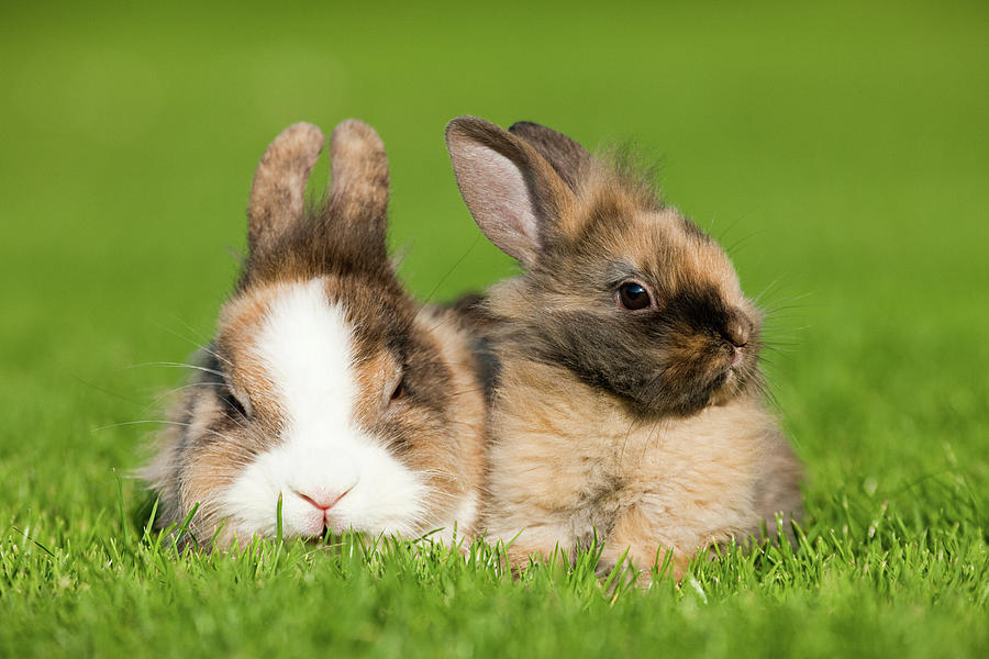 Two Rabbits Sitting On Grass Digital Art by - Fine Art America