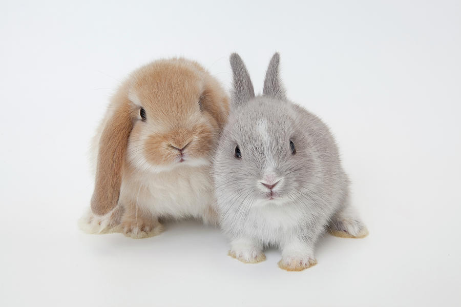 Two Rabbits.netherland Dwarf And Photograph by Yasuhide Fumoto