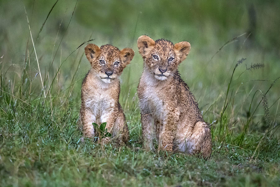 Two Rain-soaked Lion Cubs Photograph by Xavier Ortega