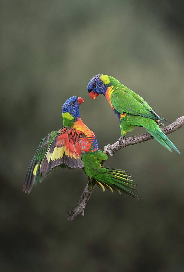 Two Rainbow Lorikeets On Branch, Werribee, Victoria Photograph by Roger Powell / Naturepl.com Two Rainbow Lorikeets On Branch, Werribee, Victoria Photograph by Roger Powell / Naturepl.com