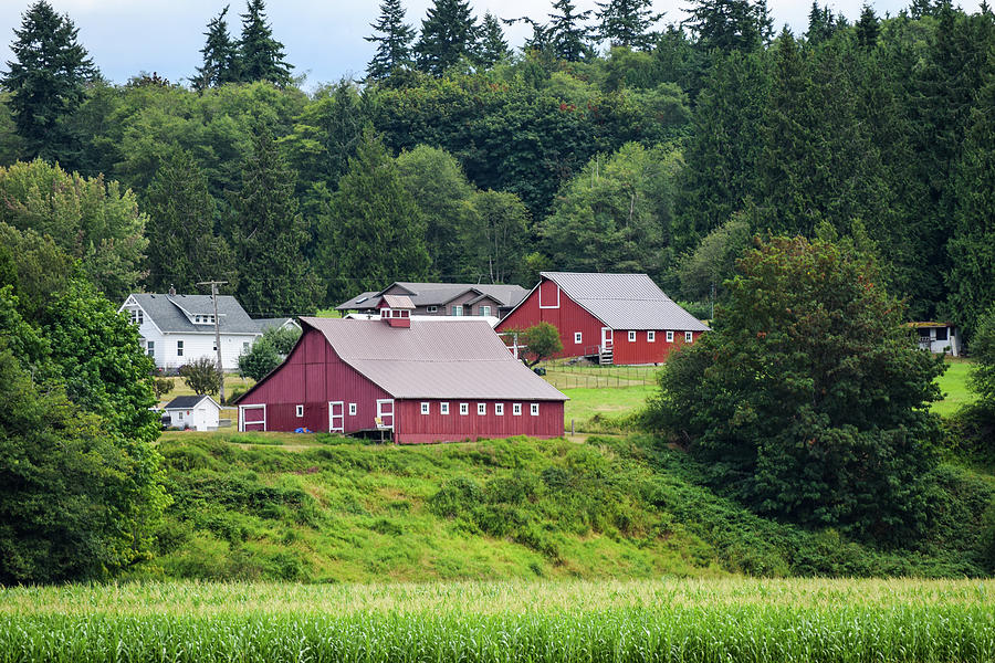 Two Red Barns with Corn Photograph by Tom Cochran