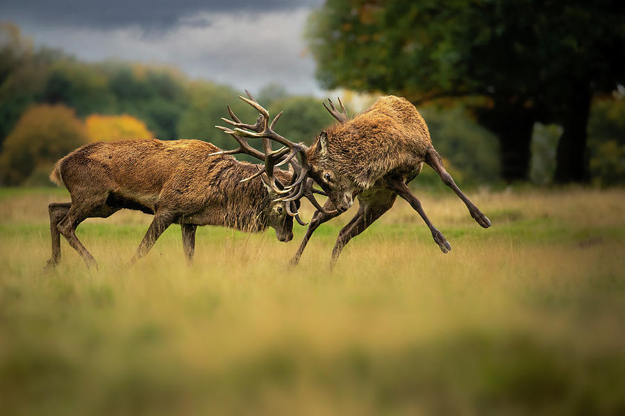 Two Red Deer Stags, Fighting During The Rut, Cheshire, Uk Photograph by ...