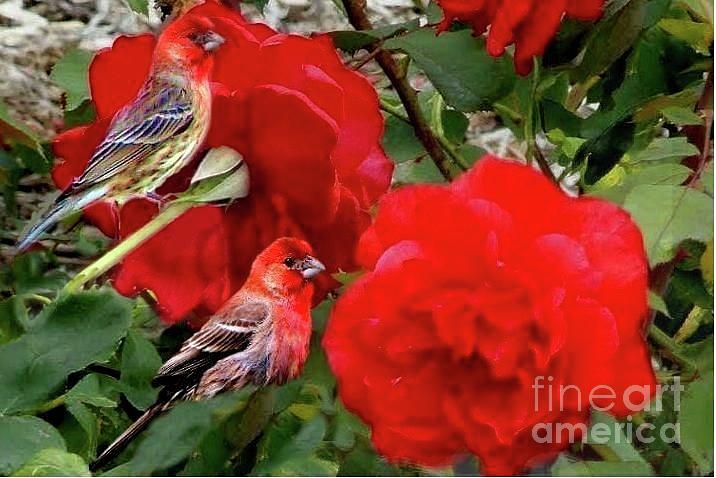 Two Red Finches and Two Roses Photograph by Janette Boyd