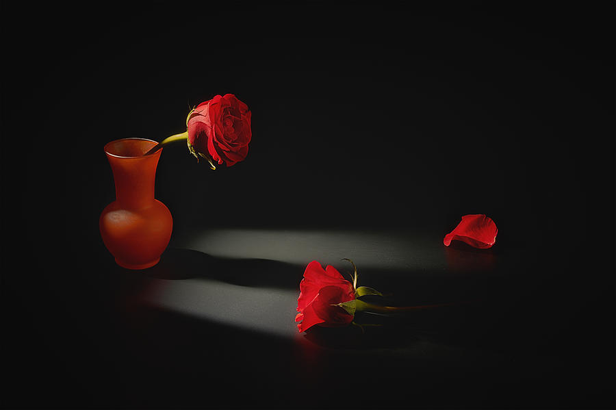 Two Red Roses Photograph by Lydia Jacobs