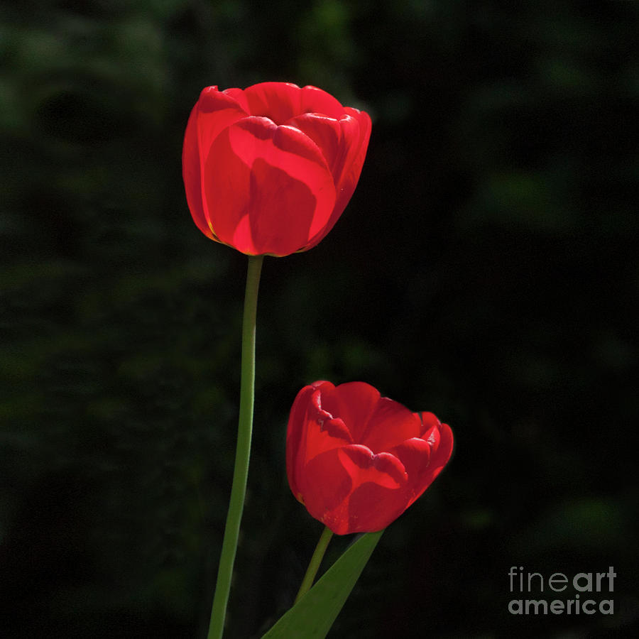 Spring Photograph - Two Red Tulips by Terri Waters