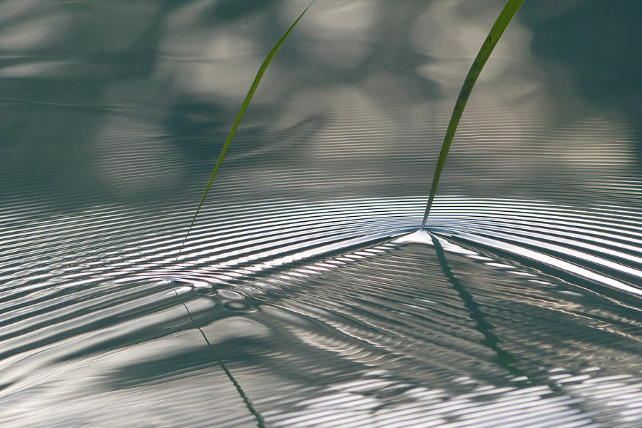 Abstract Photograph - Two Reed Leaves 2 by Harald Berner