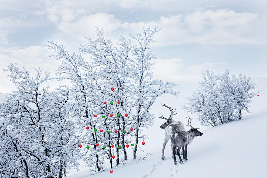Two Reindeer In The Wilderness And Photograph by Per Breiehagen