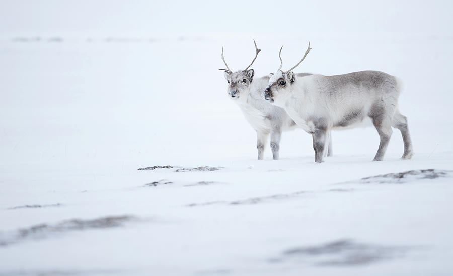 Two Reindeer Standing On Ridge In Snow. Svalbard, Norway Photograph by ...