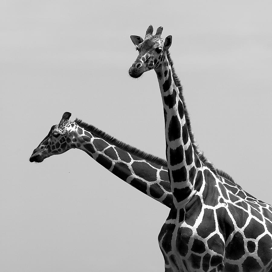 Black And White Photograph - Two Reticulated Giraffes by Achim Mittler, Frankfurt Am Main