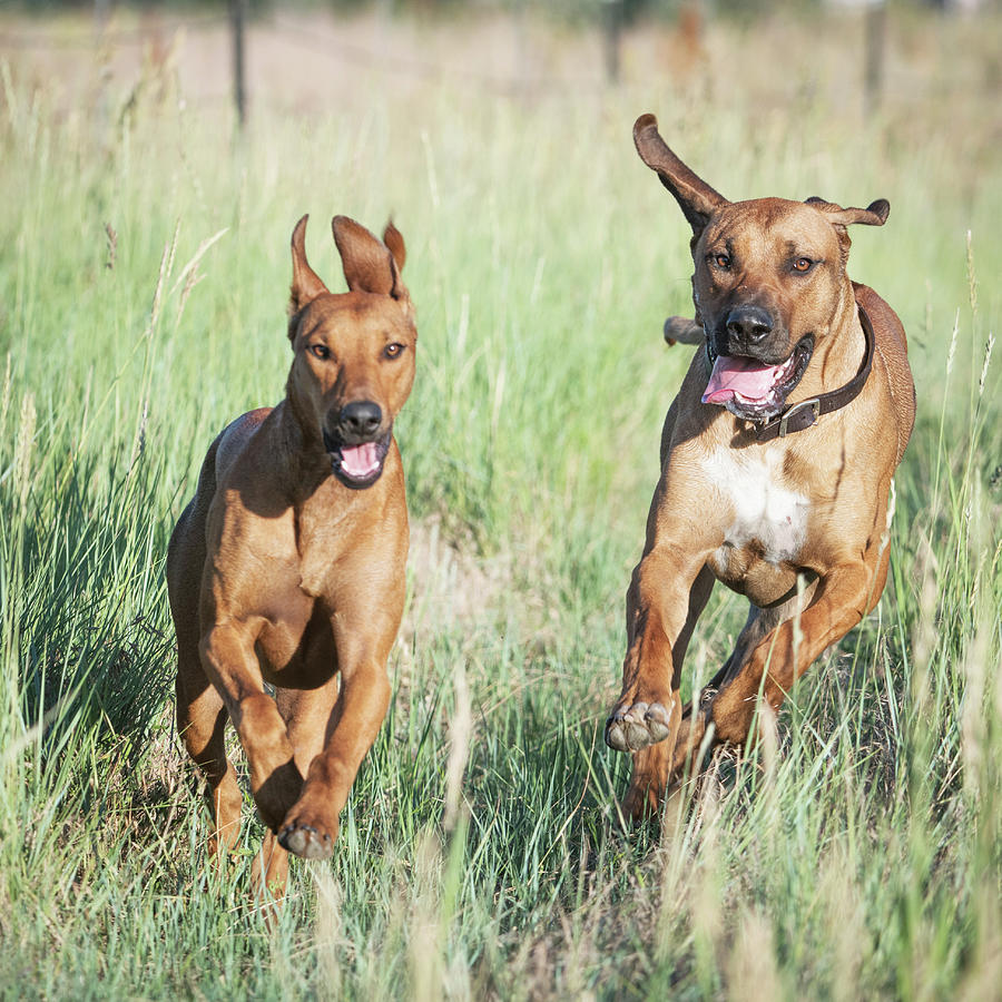 Two Rhodesian Ridgeback Pups Running Wild Photograph