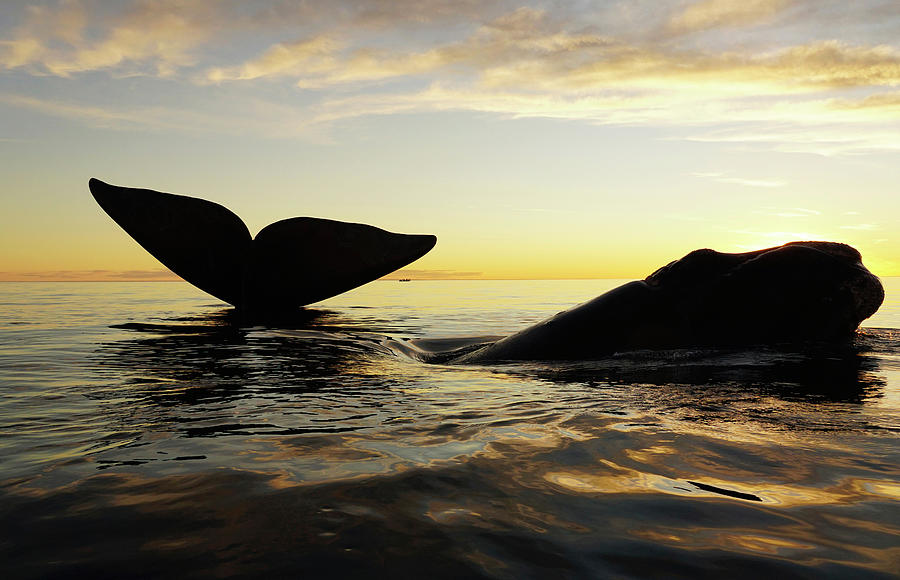 Two Right Whales Surfacing And Sailing Photograph by Hiroya Minakuchi