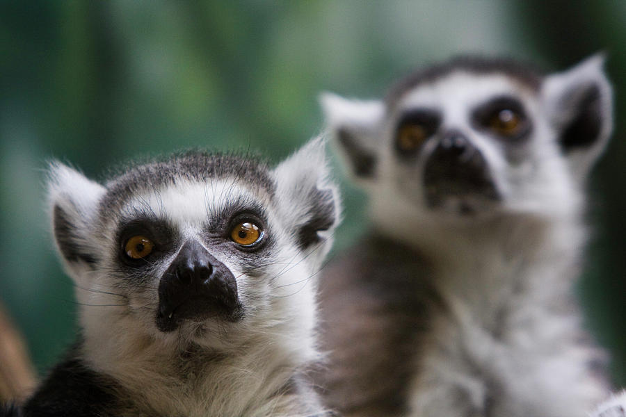 Two Ring-tailed Lemurs Photograph by Holly Hildreth