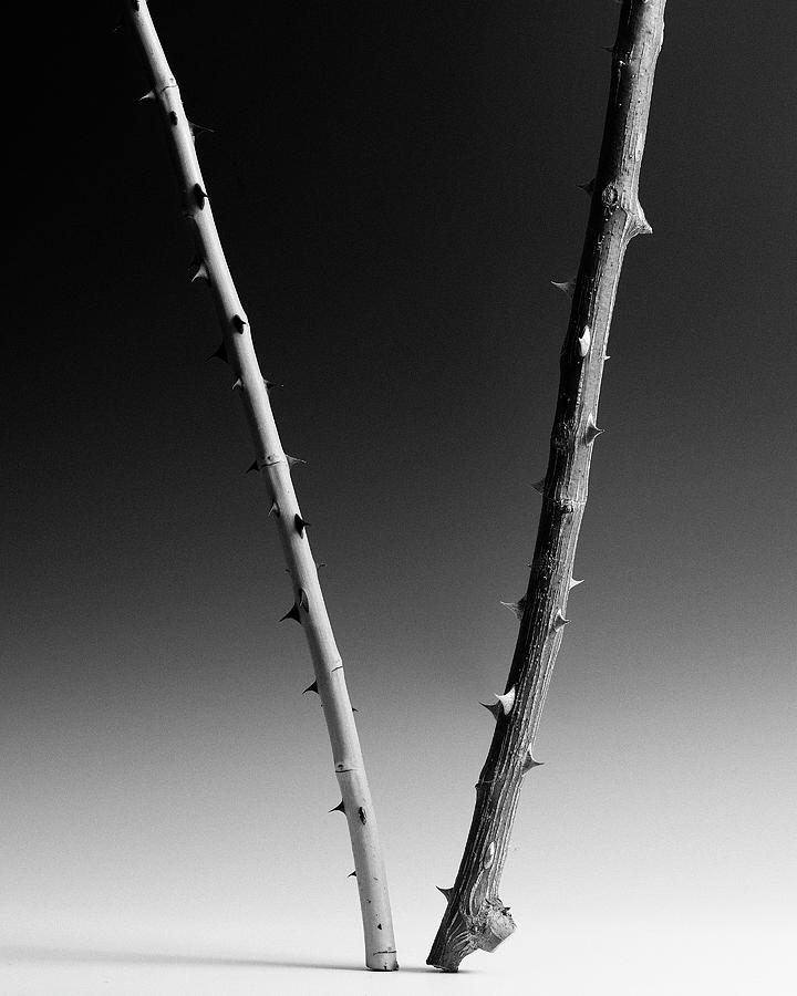 Black And White Photograph - Two Rose Canes by Geoffrey Ansel Agrons