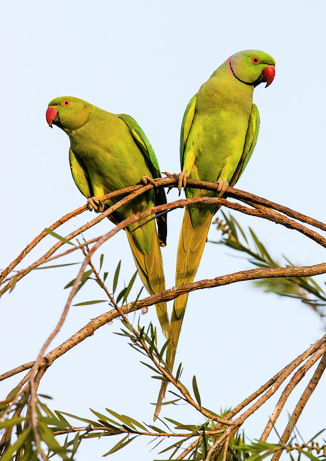 Two Rose Ringed Parakeets Psittacula Photograph by Panoramic Images