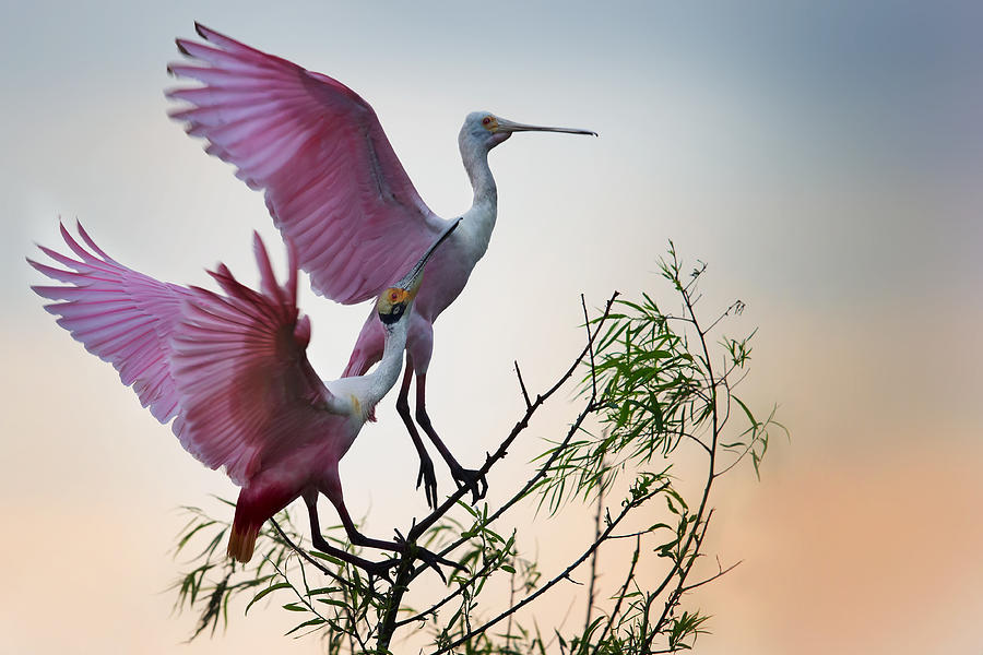 Spoonbill Photograph - Two Roseate Spoonbills by Phillip Chang