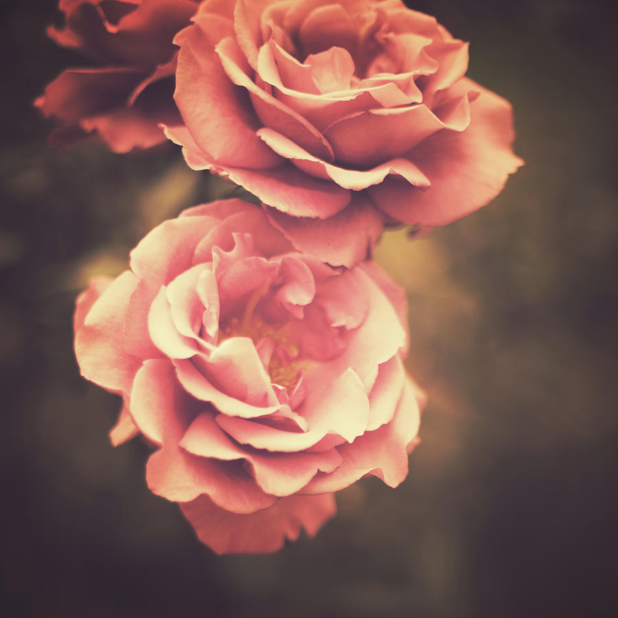 Two Roses Photograph by Andrea Carolina Photography