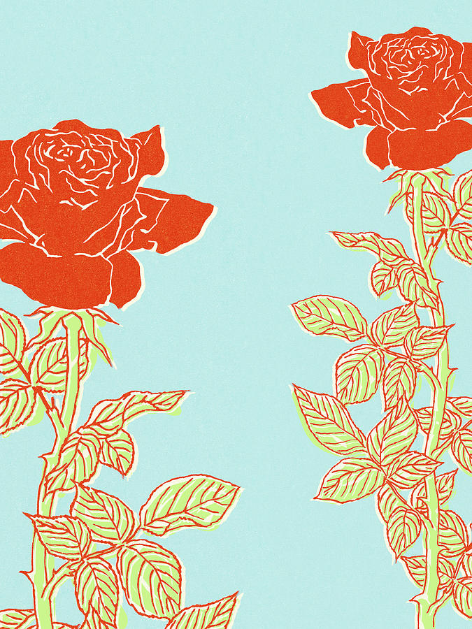 Vintage Drawing - Two Roses by CSA Images