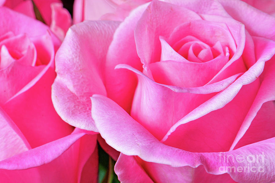 Two Roses In Pink Photograph