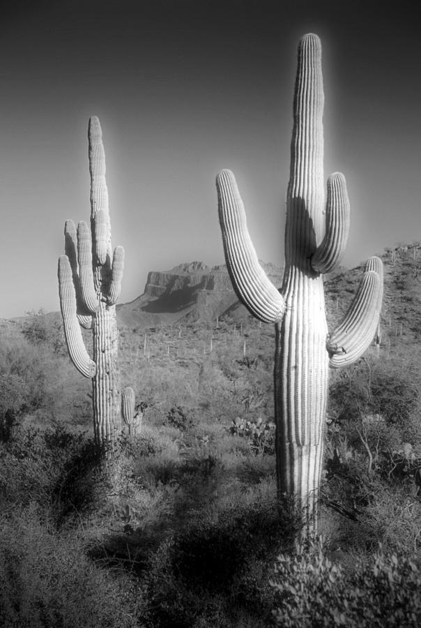 Two Saguaro Carnegiea Gigantea Cactii Photograph by Diane Miller